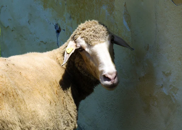 Cute sheep — Stock Photo, Image
