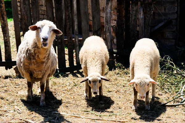 Schafe essen — Stockfoto