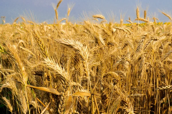 Organic wheat — Stock Photo, Image