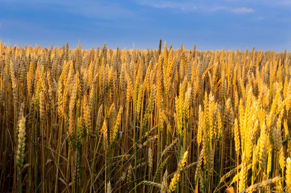 Wheat in sunrise — Stock Photo, Image