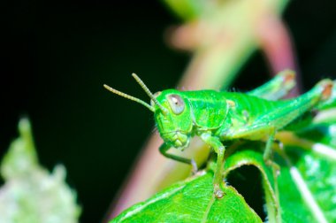 Green grasshopper clipart