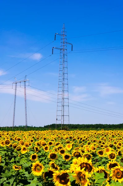 Sonnenblumen und Strom — Stockfoto