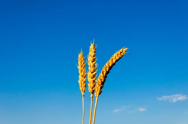 Wheat and sky — Stock Photo, Image