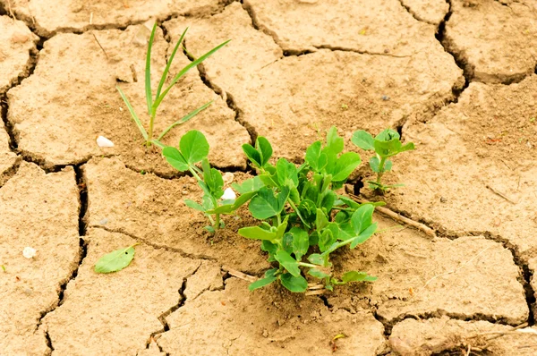 stock image Drought land