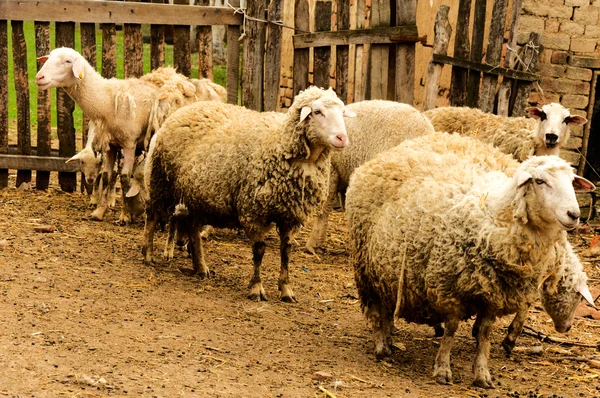Bunch of sheeps — Stock Photo, Image