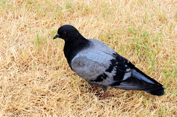 Pigeon sur l'herbe — Photo