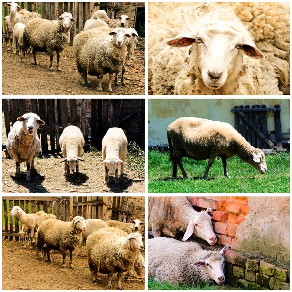 Owce na farmie — Zdjęcie stockowe