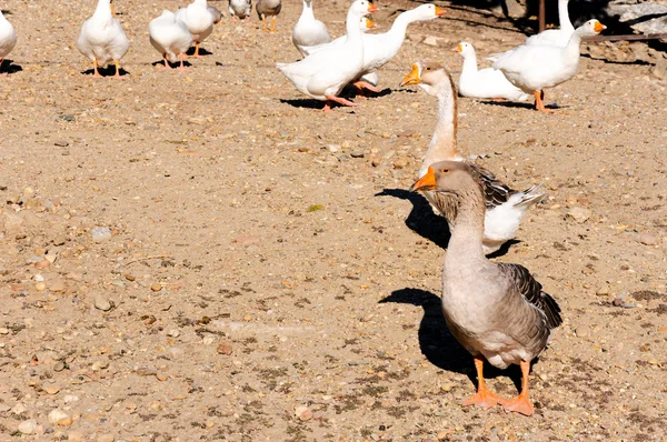 Gri ve beyaz ördek — Stok fotoğraf