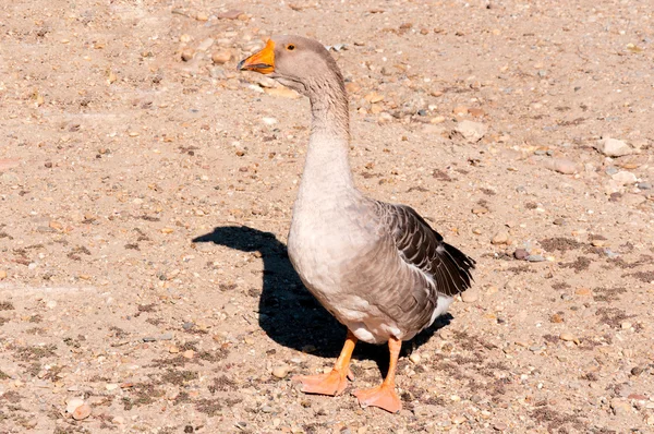 SIngle duck — Stock Photo, Image
