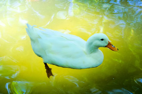 Canard blanc — Photo