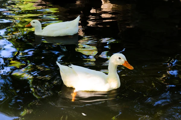 Patos nadadores —  Fotos de Stock
