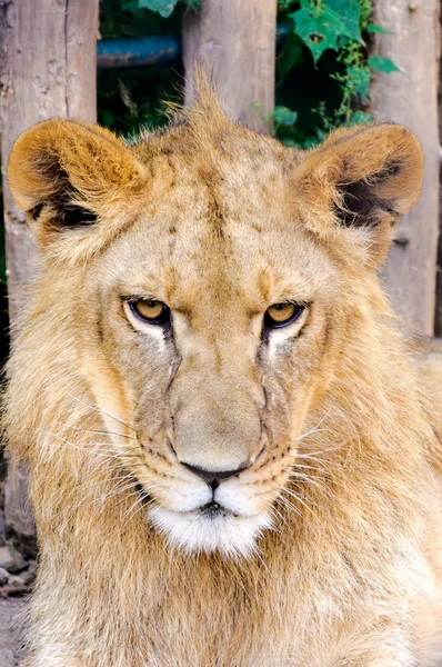 脾气暴躁的狮子 — 图库照片