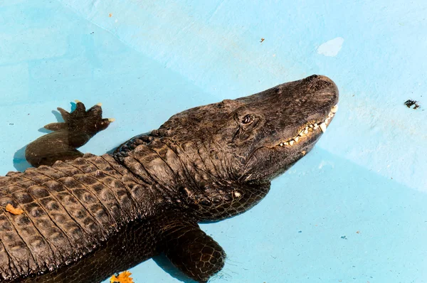 Crocodilo sonolento — Fotografia de Stock