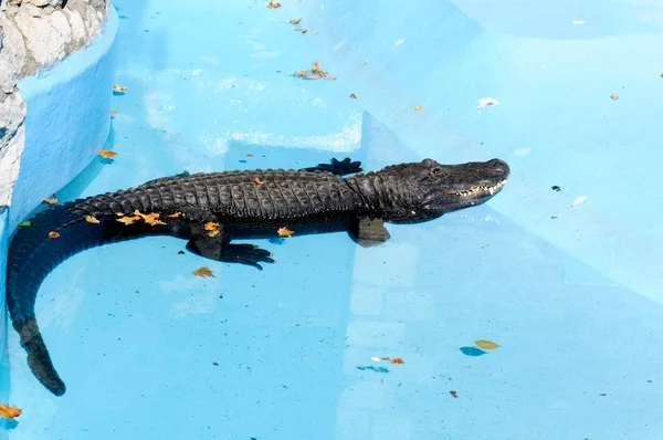 Krokodil in zwembad — Stockfoto
