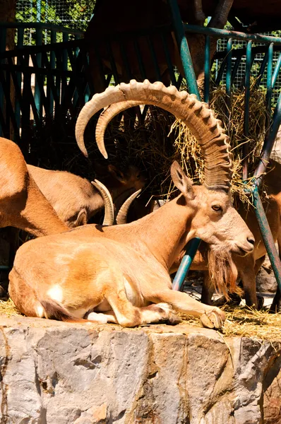 Male of wild goat — Stok fotoğraf