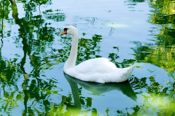 エレガントな白鳥 — ストック写真