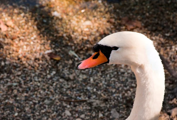 Swan head — Stock Photo, Image
