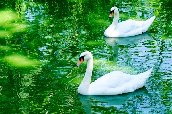 Couple of swan — Stock Photo, Image