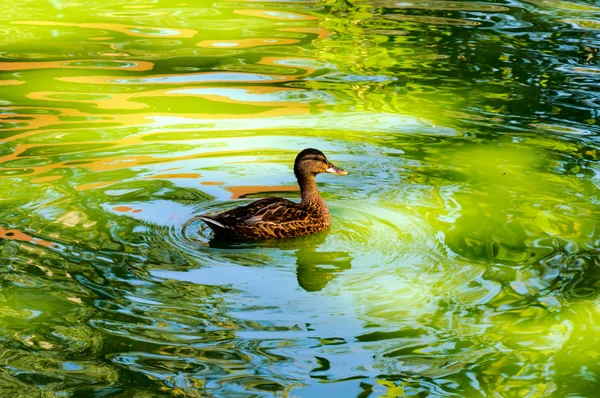 Schwimmende Ente — Stockfoto