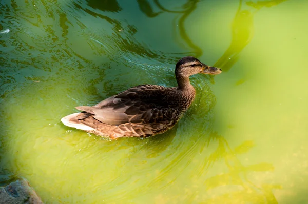 Chilling duck — Stock Photo, Image