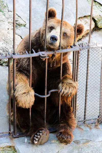 Sad bear — Stock Photo, Image