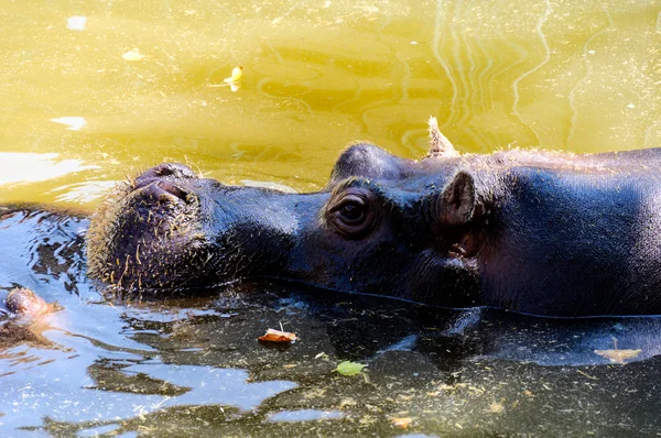 Arrepiante Hippo — Fotografia de Stock