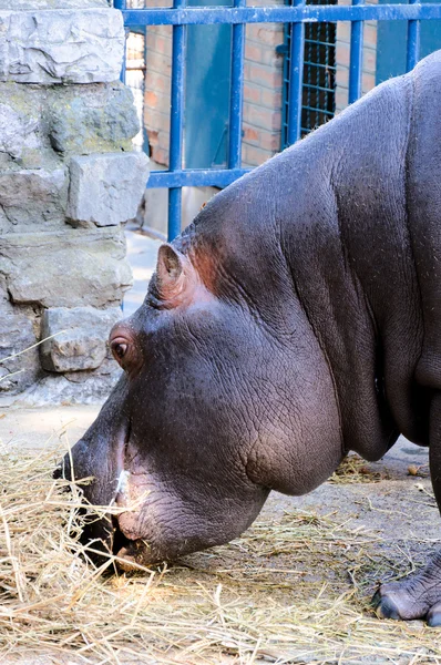 Hipopótamo comer — Foto de Stock