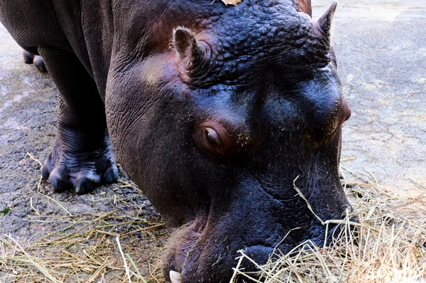 Cabeça de hipopótamo — Fotografia de Stock