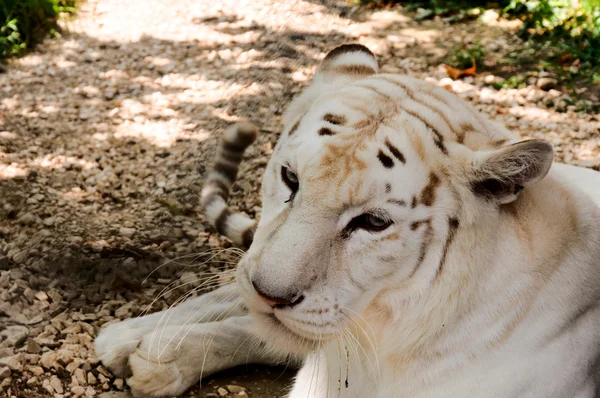 Tigre blanco macho —  Fotos de Stock