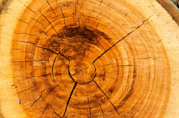 Struttura dell'albero — Foto Stock