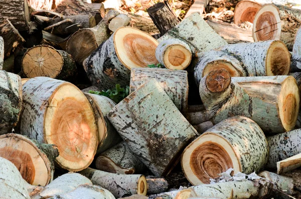 Árvores cortadas — Fotografia de Stock