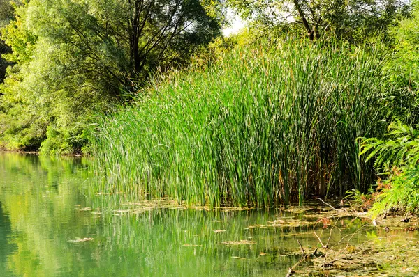 緑の沼 — ストック写真