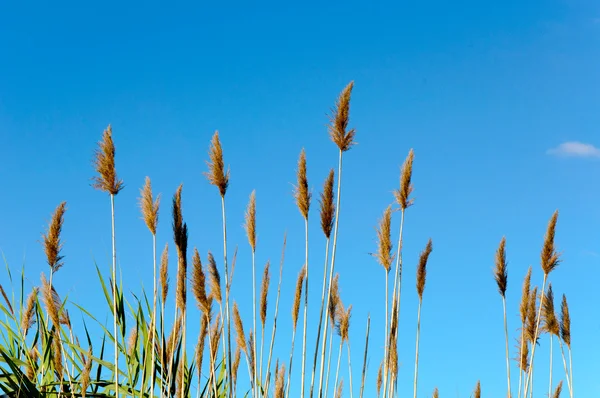 stock image Seedy reed stalks