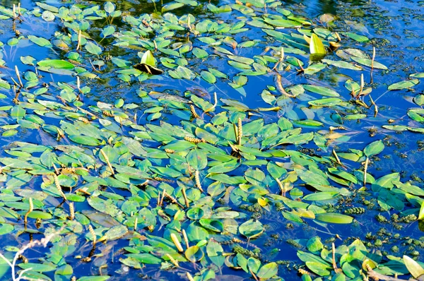 Water leafs — Zdjęcie stockowe