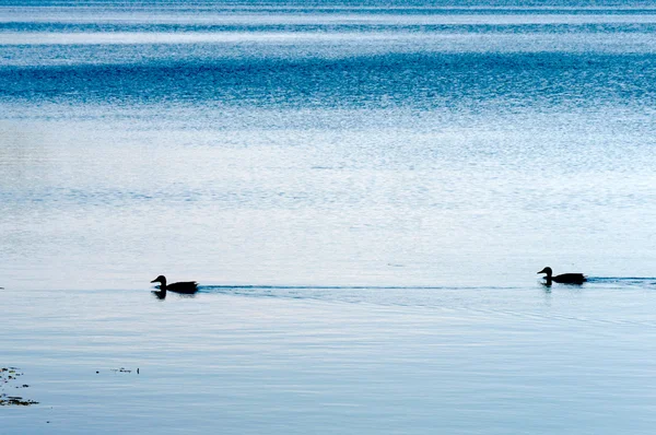 Ördek çifti — Stok fotoğraf