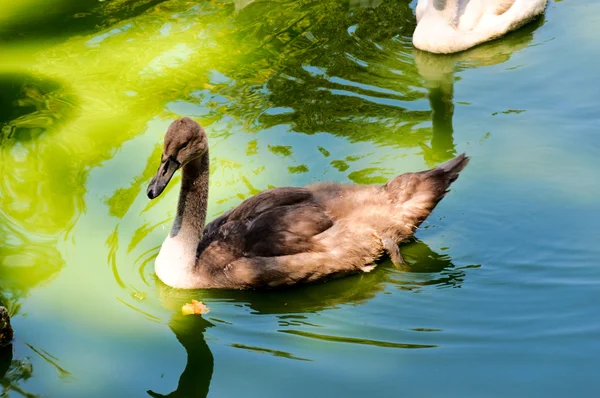 Cisne joven — Foto de Stock