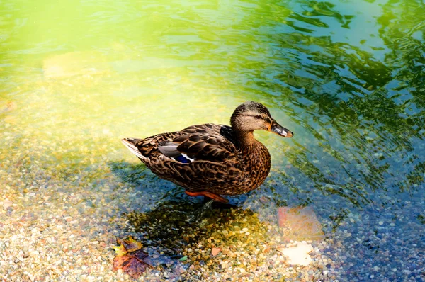 Walking duck — Stock Photo, Image