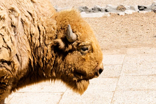 Profil för bison — Stockfoto