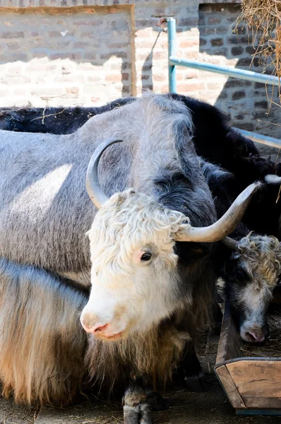 Vaca peluda — Fotografia de Stock