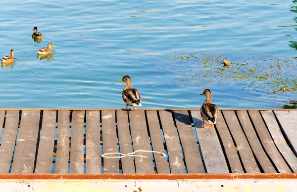 Kachny na doku — Stock fotografie