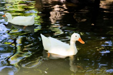 Ducks swimming clipart