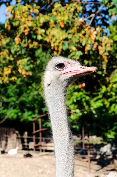 Cabeza femenina de avestruz — Foto de Stock