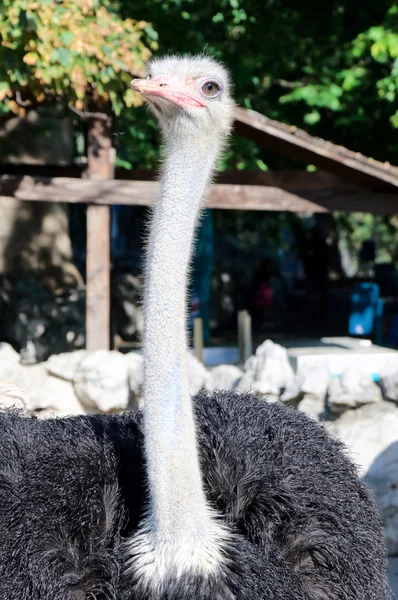 Ostrich female — Stock Photo, Image
