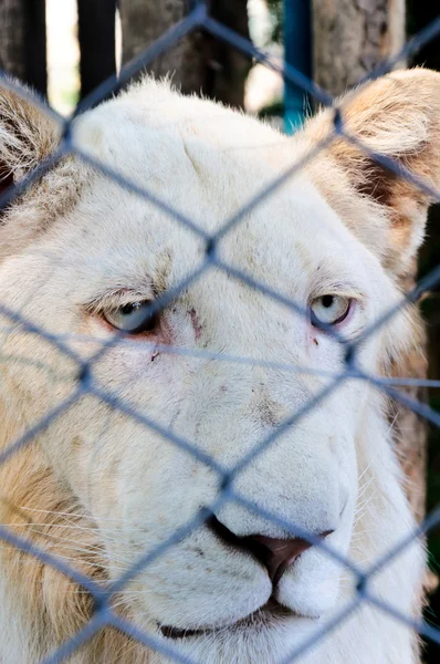 Lew zablokowane i smutny — Zdjęcie stockowe