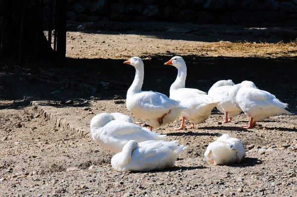 Chilling white ducks — Stock Photo, Image