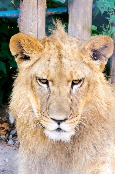Kızgın aslan — Stok fotoğraf