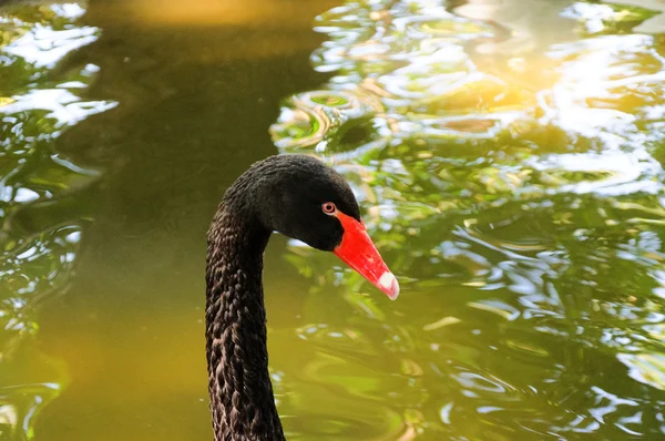 Cabeza de cisne negro —  Fotos de Stock