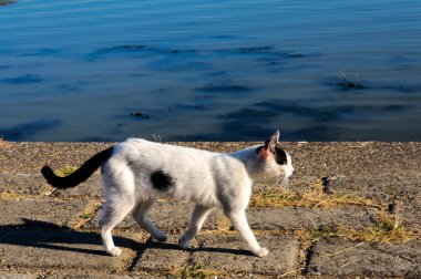 Cat walking clipart