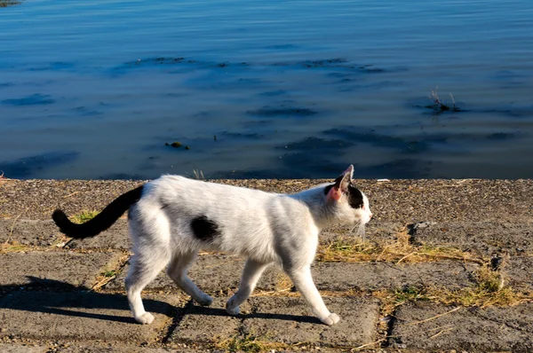 行走的猫 — 图库照片