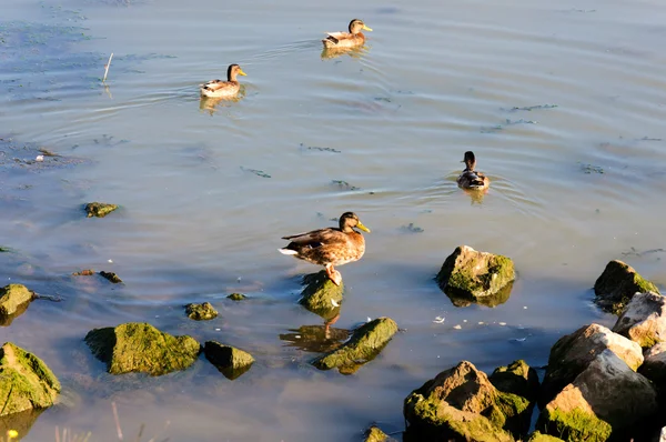 Duck on the stone — Stock Photo, Image
